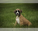 Small #3 Boxer