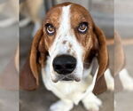 Small #4 Basset Hound