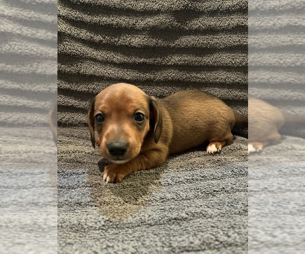 Medium Photo #1 Dachshund Puppy For Sale in LAWSON, MO, USA