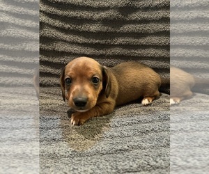Dachshund Puppy for sale in LAWSON, MO, USA