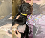Small Photo #4 Labrador Retriever Puppy For Sale in MARYVILLE, TN, USA