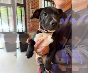 Snickers  Candy Litter (Trixie mom) - Female American Staffordshire Terrier-Unknown Mix Dog for Adoption - Photo #3
