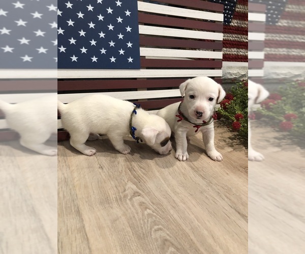 Medium Photo #33 Jack Russell Terrier Puppy For Sale in MABLETON, GA, USA