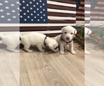 Small Photo #33 Jack Russell Terrier Puppy For Sale in MABLETON, GA, USA