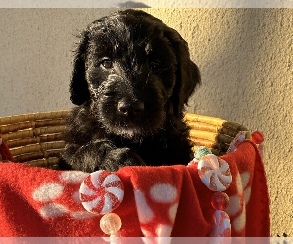 Medium Photo #44 Goldendoodle Puppy For Sale in FORT LAUDERDALE, FL, USA