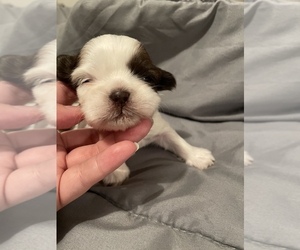Shih Tzu Puppy for sale in VISALIA, CA, USA