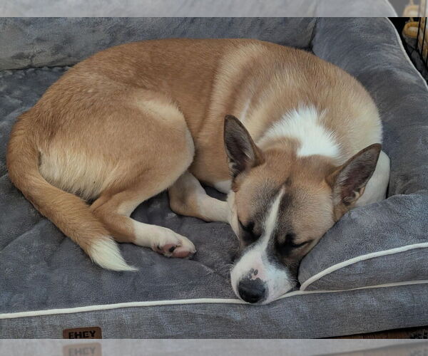 Medium Photo #3 Akita-Unknown Mix Puppy For Sale in Springdale, PA, USA