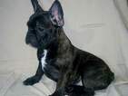 Small Photo #11 French Bulldog Puppy For Sale in PHILA, PA, USA