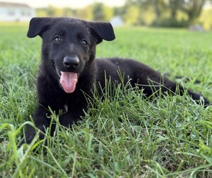 German Shepherd Dog Puppy for sale in HOLDEN, MO, USA