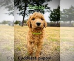 Puppy Dobby Poodle (Standard)