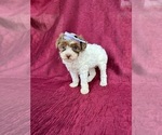 Puppy 6 Poodle (Miniature)
