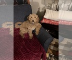 Small Photo #1 Goldendoodle (Miniature) Puppy For Sale in BATTLE CREEK, MI, USA