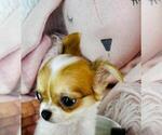 Small #18 Chihuahua