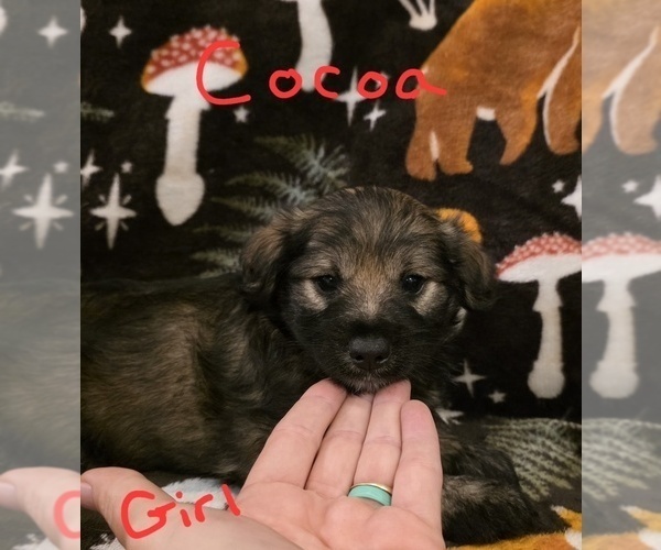 Medium Photo #9 Chizer Puppy For Sale in MONTEZUMA, GA, USA