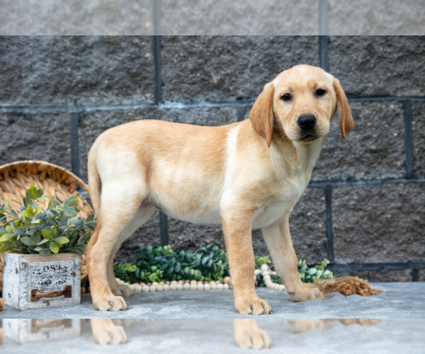 Medium Photo #13 Labrador Retriever Puppy For Sale in MILLERSBURG, OH, USA