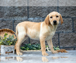 Small Photo #13 Labrador Retriever Puppy For Sale in MILLERSBURG, OH, USA