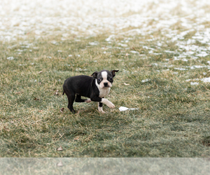 Boston Terrier Puppy for sale in MILFORD, IN, USA