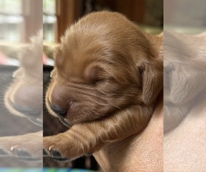 Golden Retriever Puppy for Sale in READING, Vermont USA