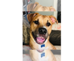 Small #17 American Staffordshire Terrier-Labrador Retriever Mix
