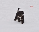 Puppy 0 Border Collie-Mc Nab Mix
