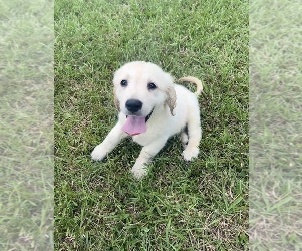 Medium Photo #21 English Cream Golden Retriever Puppy For Sale in BUSHNELL, FL, USA