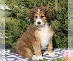 Small Photo #5 Bernedoodle-Poodle (Standard) Mix Puppy For Sale in NARVON, PA, USA