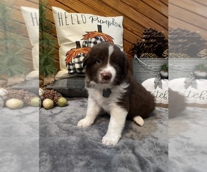 Australian Shepherd Puppy for sale in EXETER, MO, USA
