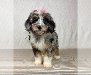 Bernedoodle (Miniature) Puppy for sale in GREENFIELD, IN, USA