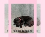 Puppy Dark pink Labradoodle