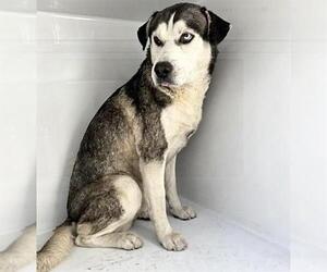 Siberian Husky-Unknown Mix Dogs for adoption in Houston, TX, USA