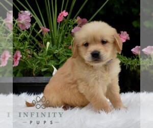 Golden Retriever Puppy for sale in NEWPORT, PA, USA