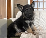 Small #4 German Shepherd Dog