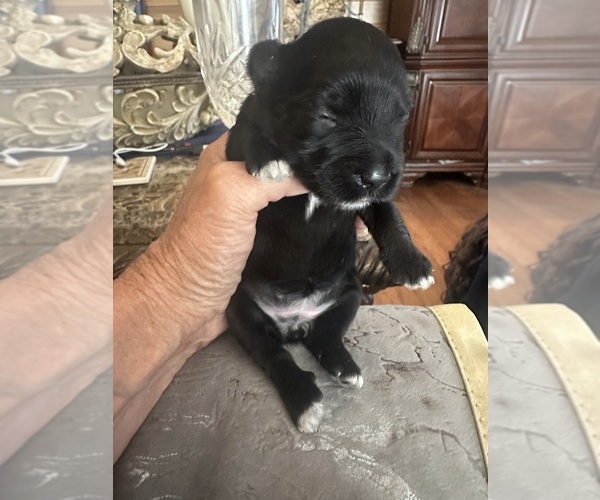 Medium Photo #5 Schnauzer (Miniature) Puppy For Sale in PORT ORANGE, FL, USA