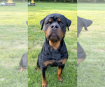 Small Photo #1 Rottweiler Puppy For Sale in ROCKFORD, IL, USA