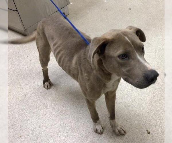 Medium Photo #1 Mutt Puppy For Sale in Riverside, CA, USA