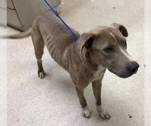 Mutt Dogs for adoption in Riverside, CA, USA