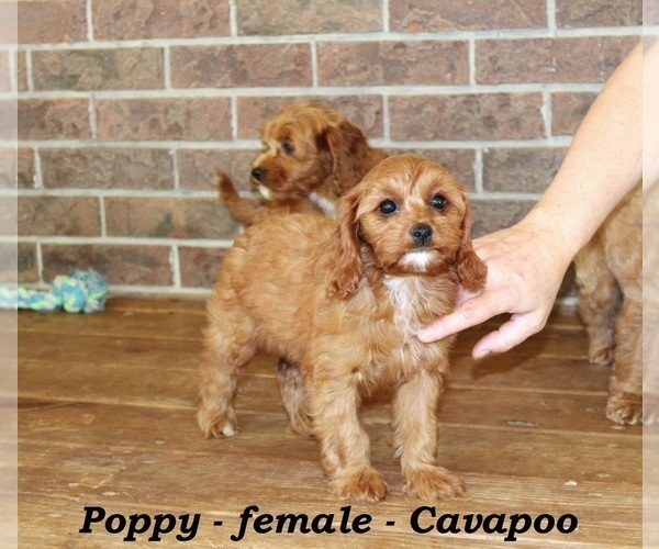 Medium Photo #4 Cavapoo Puppy For Sale in CLARKRANGE, TN, USA