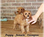 Small #3 Cavapoo