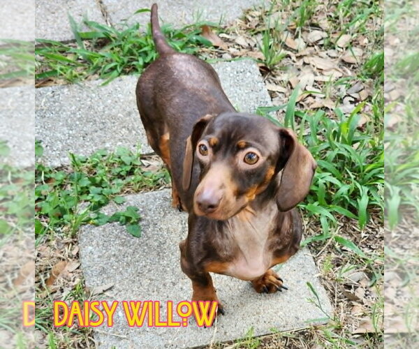 Medium Photo #11 Dachshund Puppy For Sale in San Antonio, TX, USA