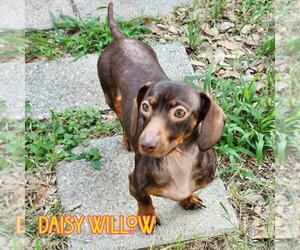 Daisy Willow - Female Dachshund Dog for Adoption - Photo #11
