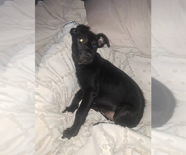 Medium Photo #2 Border Collie-Unknown Mix Puppy For Sale in San Bernardino, CA, USA