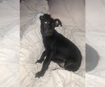 Small #1 Border Collie Mix