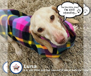Luna in KY - Female Dachshund Dog for Adoption - Photo #9