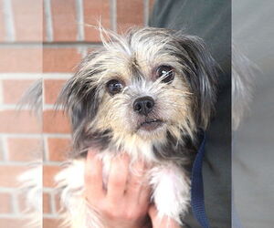 Shih Tzu-Unknown Mix Dogs for adoption in Carrollton, TX, USA