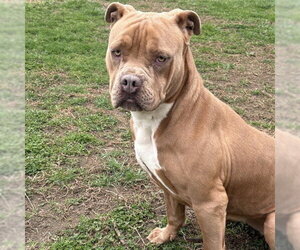 American Bulldog-Unknown Mix Dogs for adoption in Easton, MD, USA