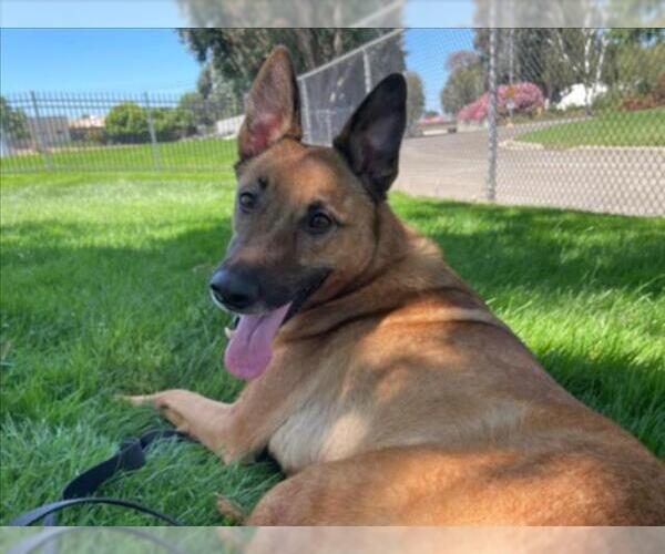 Medium Photo #2 Mutt Puppy For Sale in Martinez, CA, USA