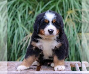 Bernese Mountain Dog Puppy for sale in EPHRATA, PA, USA
