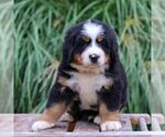 Small Bernese Mountain Dog