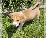 Small #1 American Staffordshire Terrier-Siberian Husky Mix
