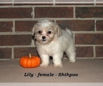 Small #1 ShihPoo